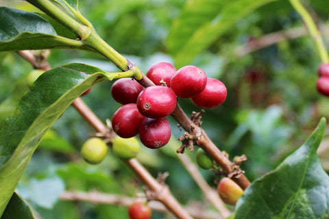 Dense black cherry aromas lead to a rich dried mango and ripe red berry sweetness. A condensed milk body softens to a long candied pecan finish.