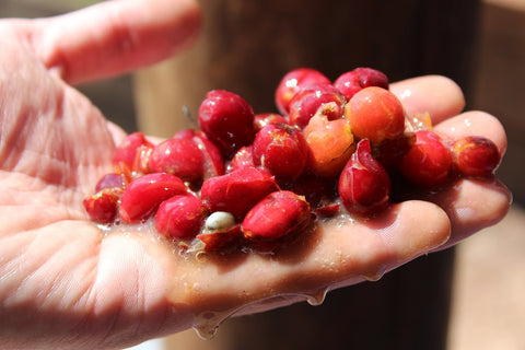 Macerated strawberry aromas lead to a refined, light caramel sweetness, while a tingly, red fruit coulis acidity is balanced by a silky and juicy body.