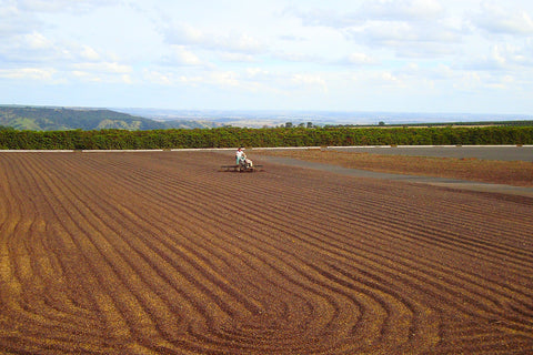 More sweetness, body and balance than you dare expect from decaf.